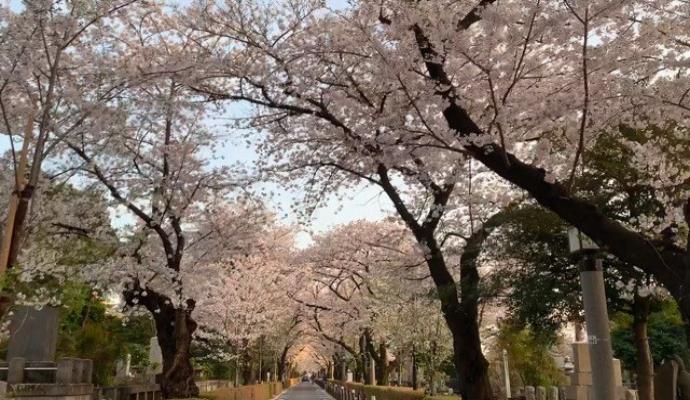桜の開花日を予想してみよう 桜の開花日を予想してみよう